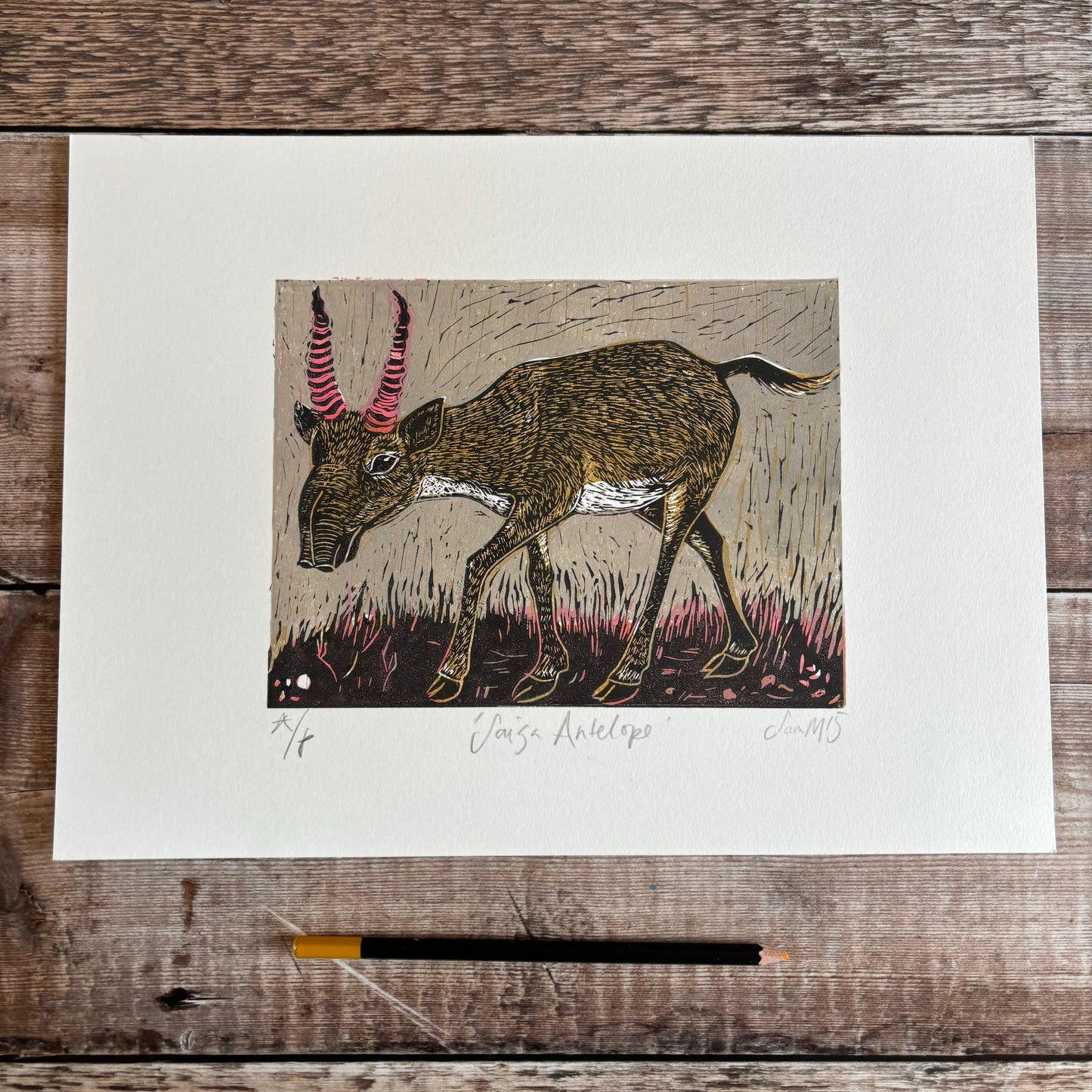 Saiga Antelope