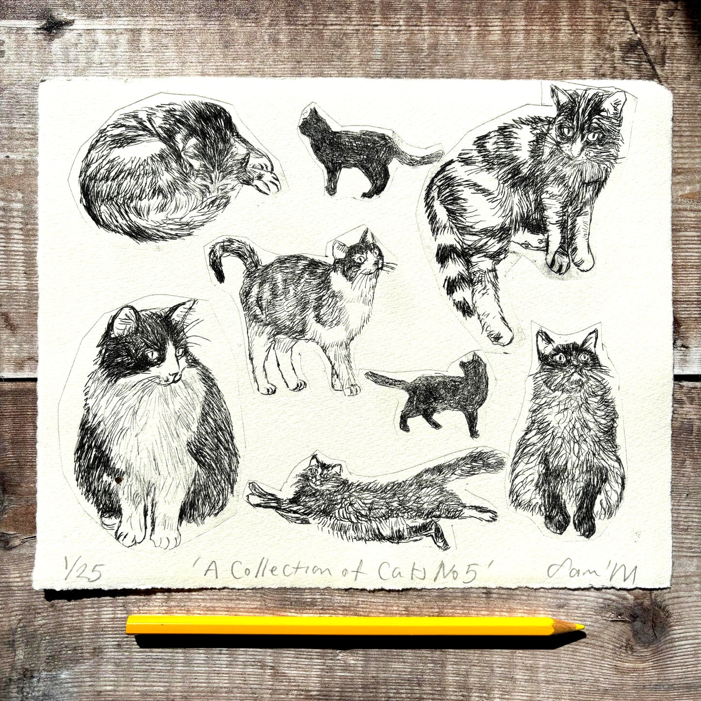 Collection of Cats no 5