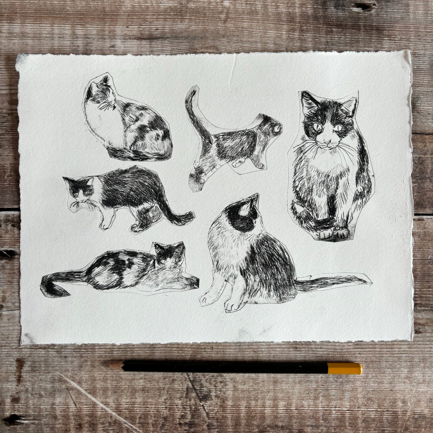 Collection of cats - test print 5