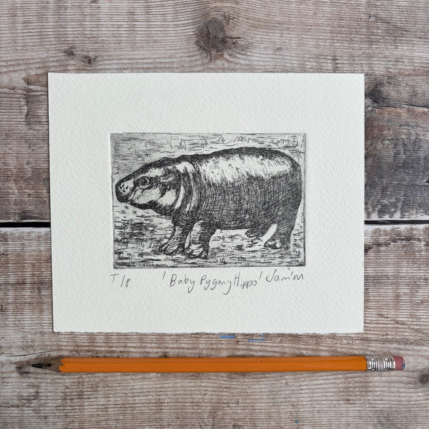 Baby Pygmy Hippo