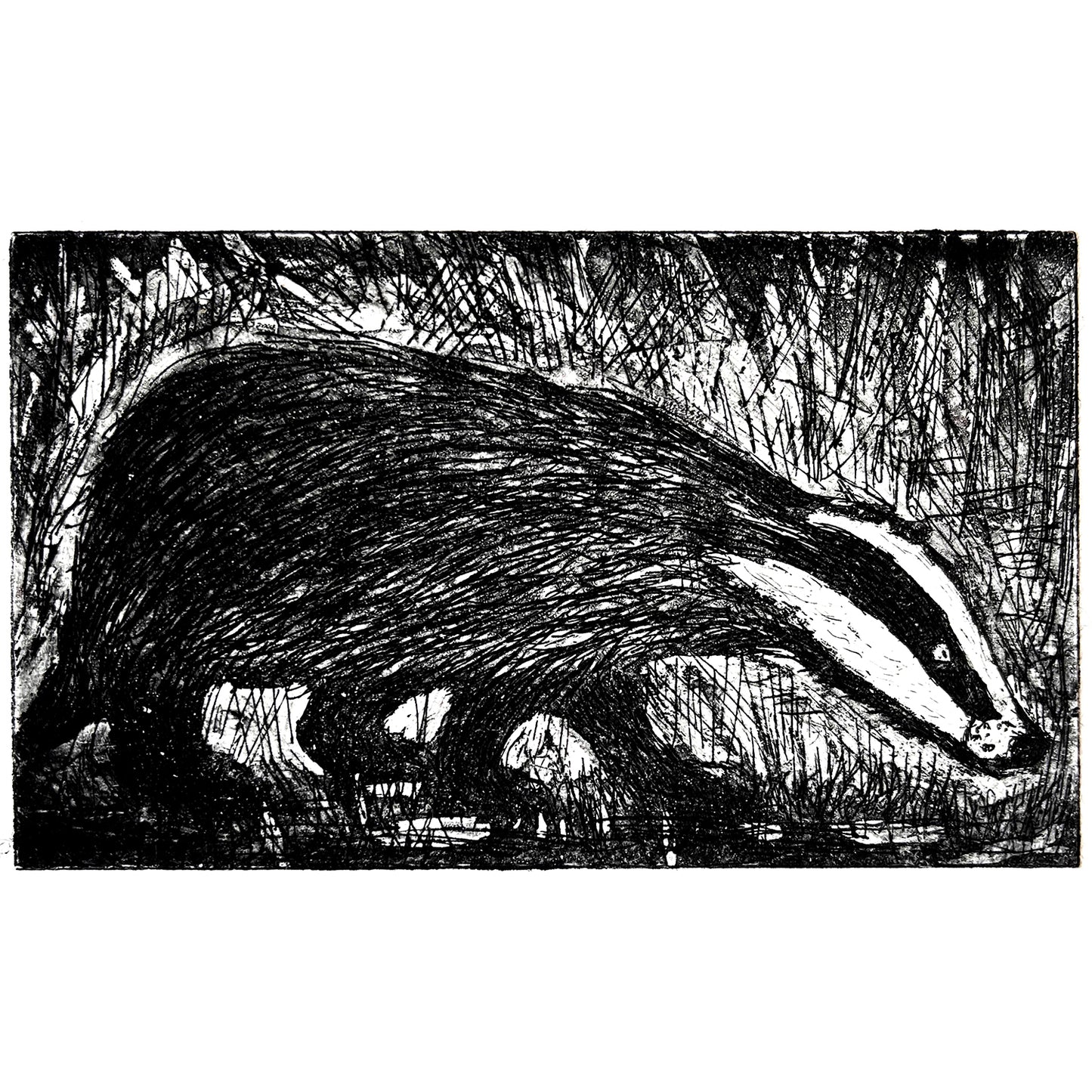 Mr Badger