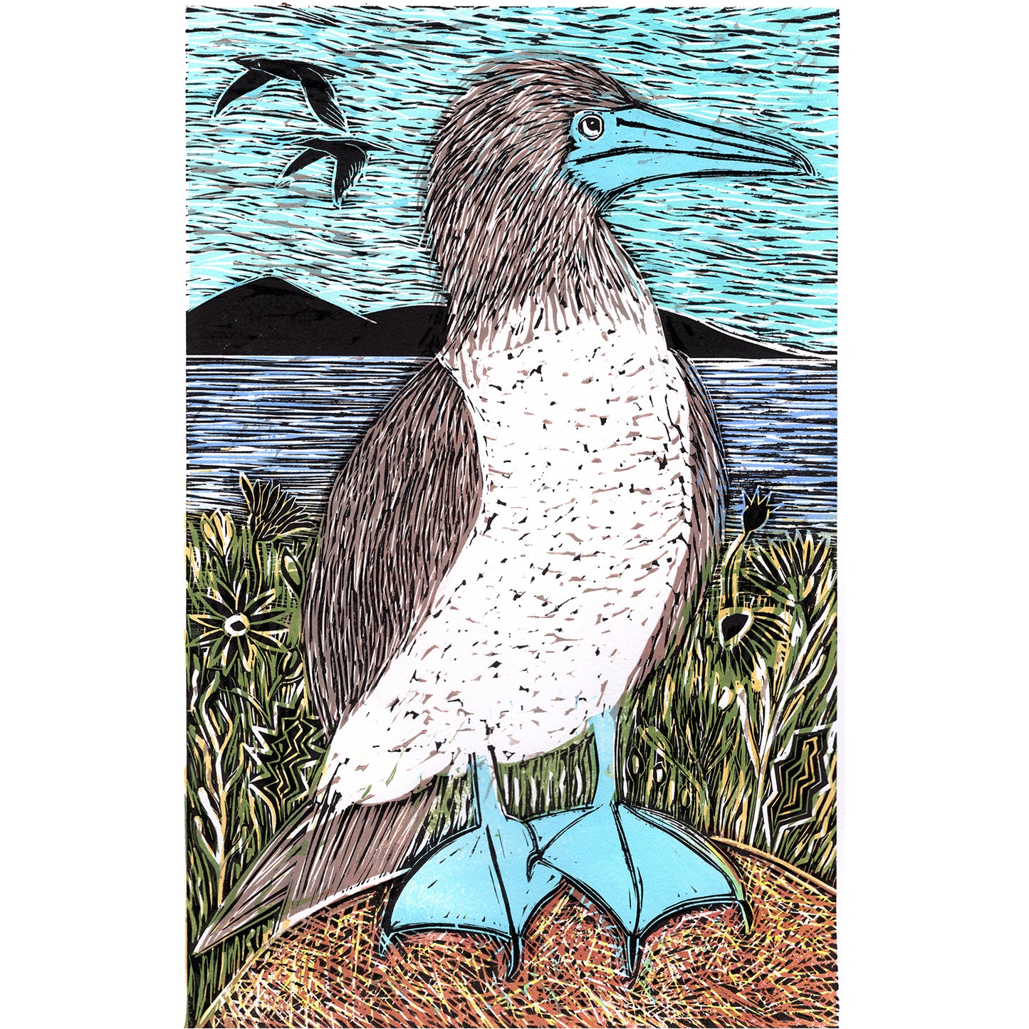Blue Footed Booby