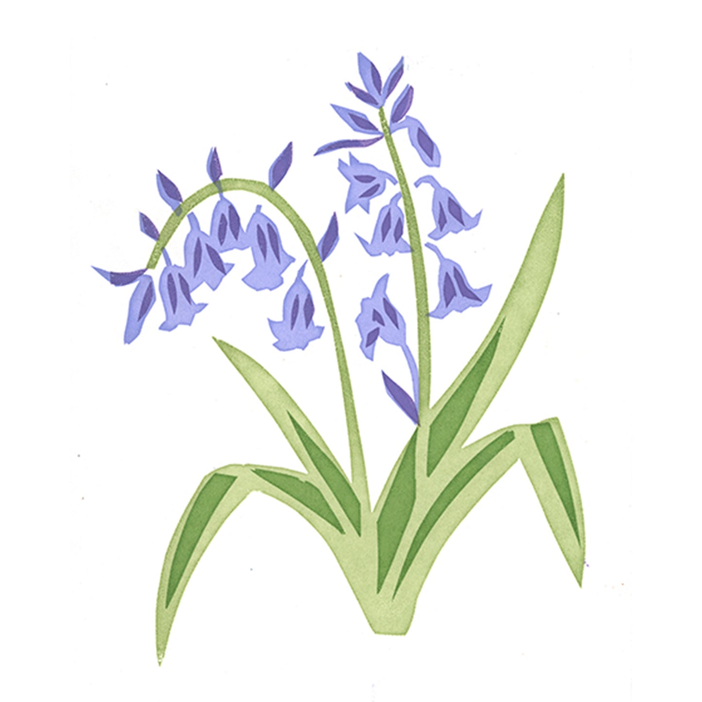 Bluebells II