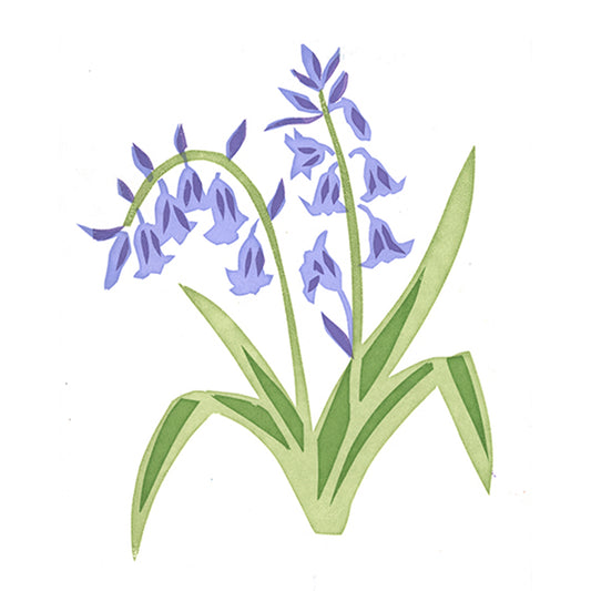 Bluebells II