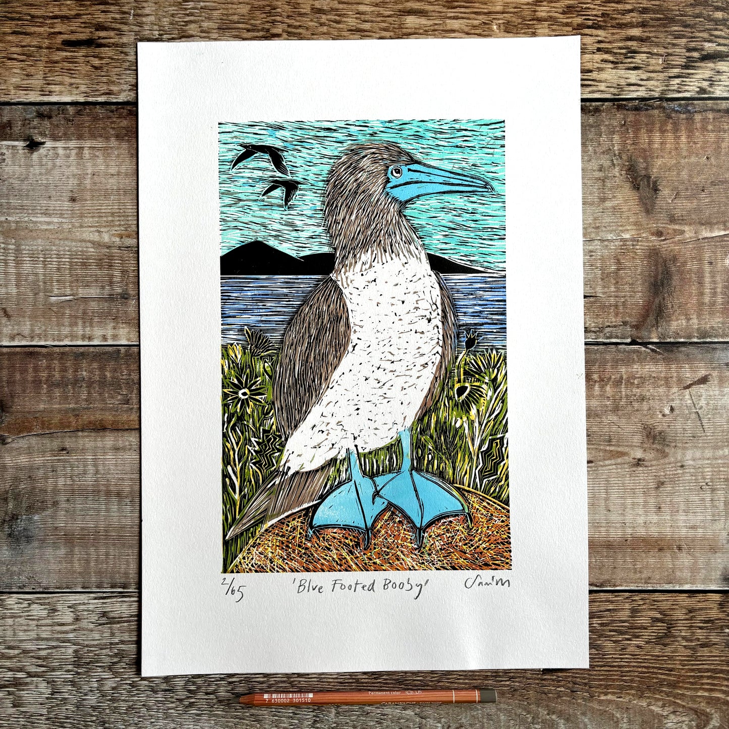 Blue Footed Booby