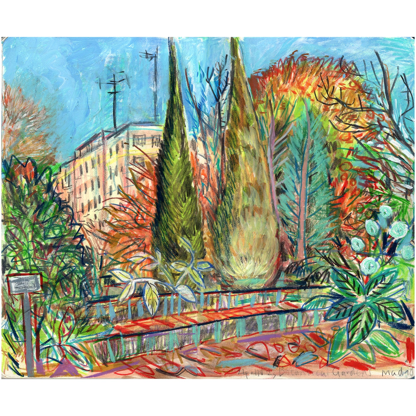 Cypress trees in the Botanical Gardens
