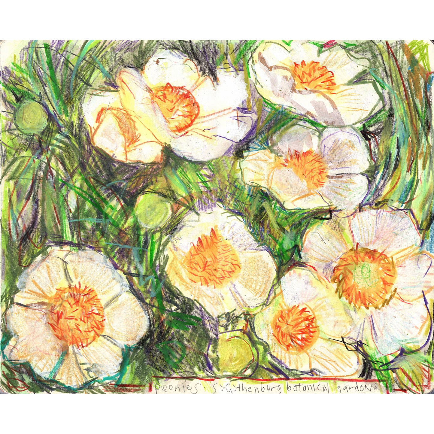 Gothenburg Botanical Gardens peonies