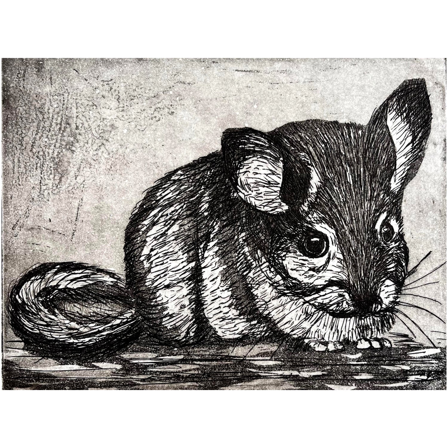 Chinchilla Sam Marshall Art