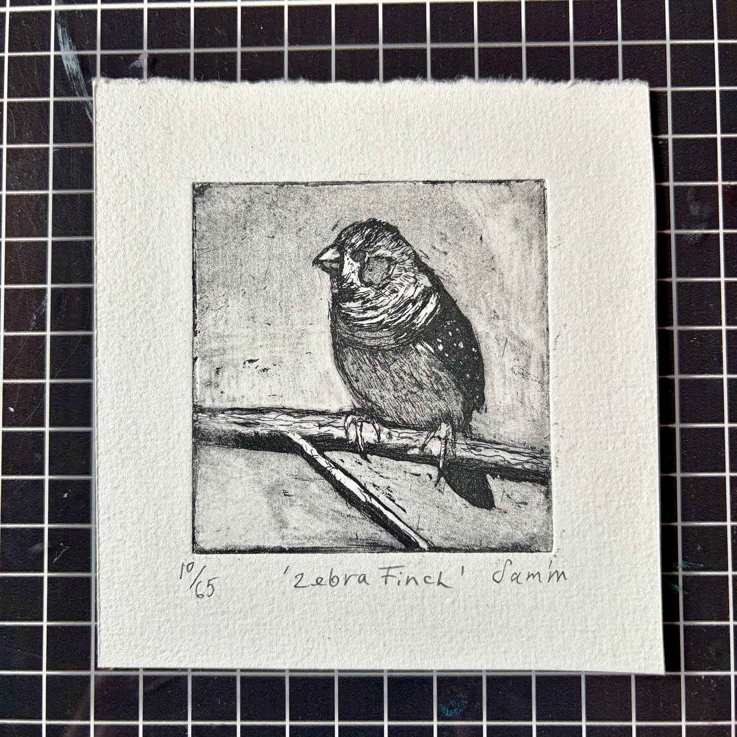 Day 8 Advent Treat - Zebra Finch