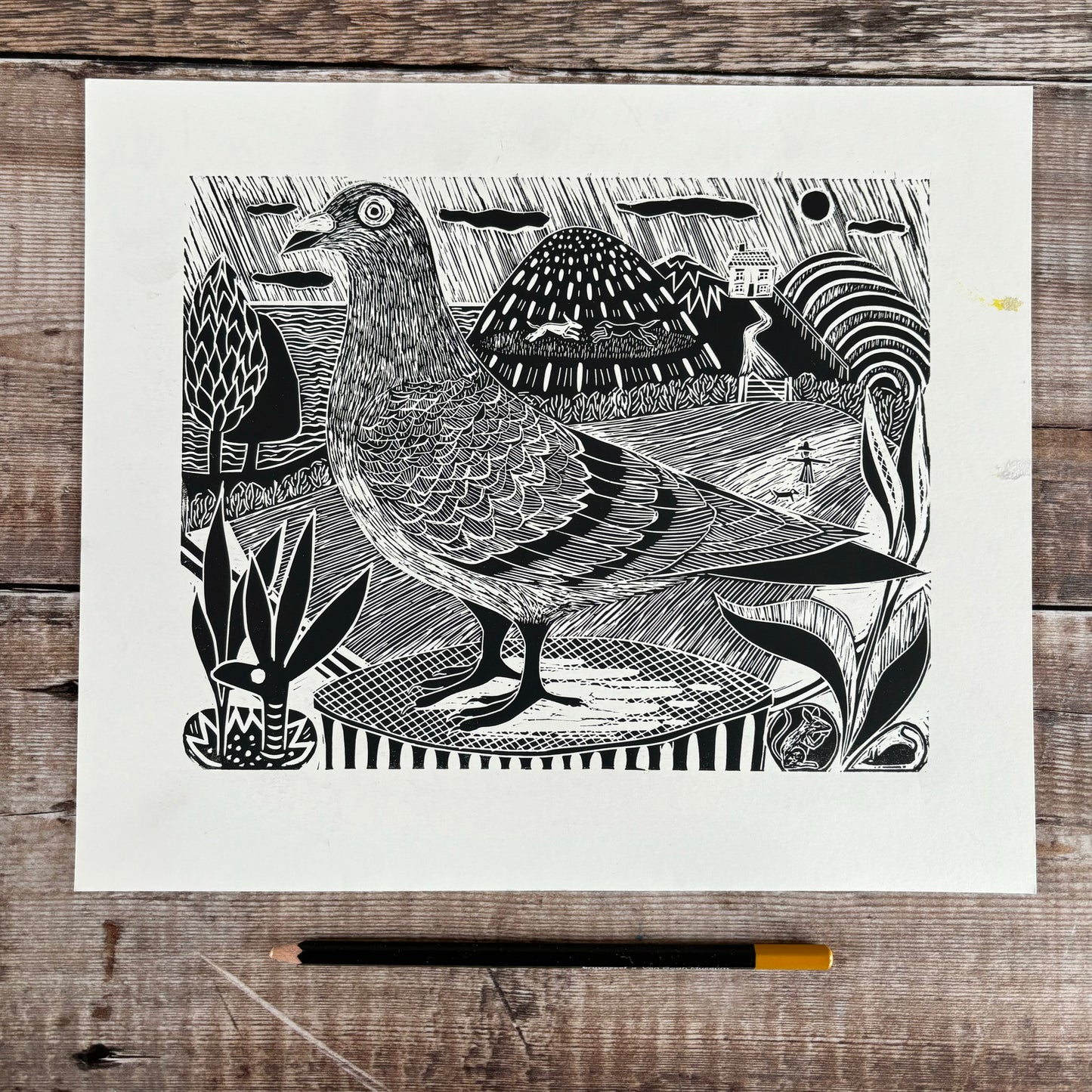 Pigeon - black and white