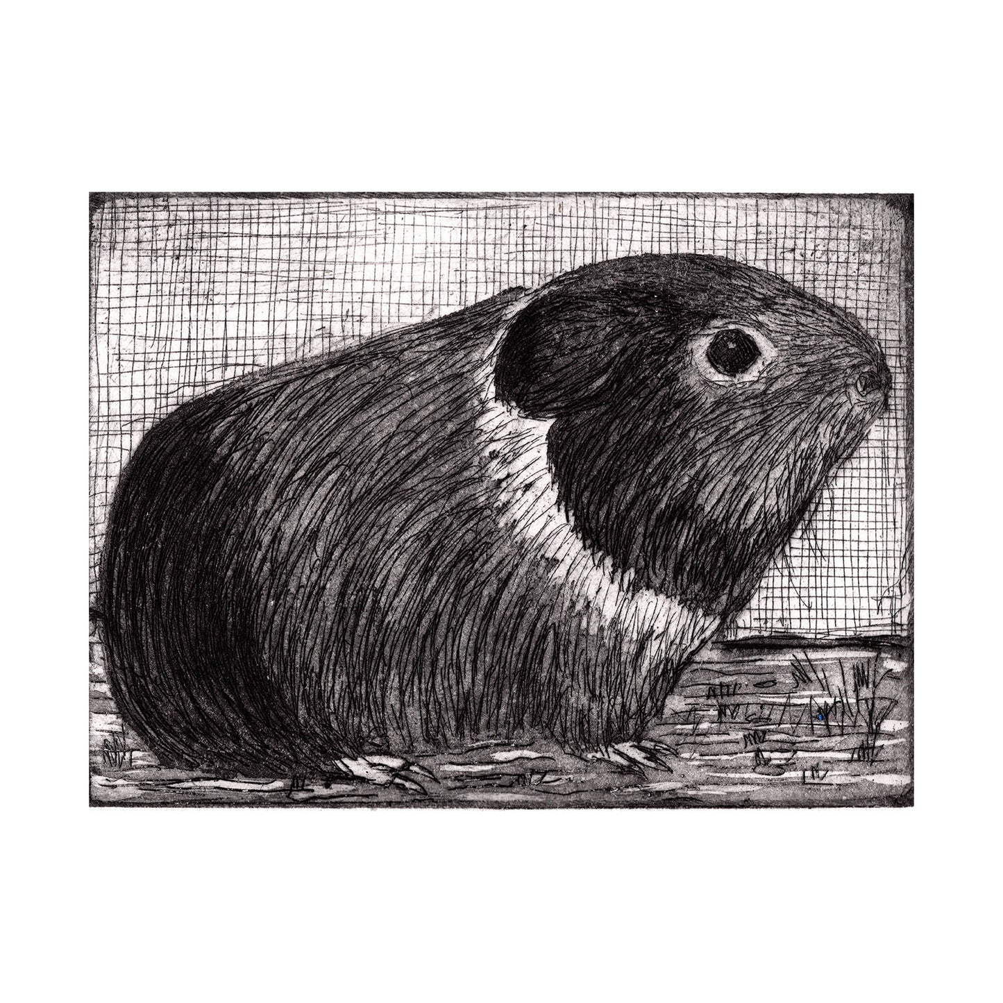 Guinea Pig