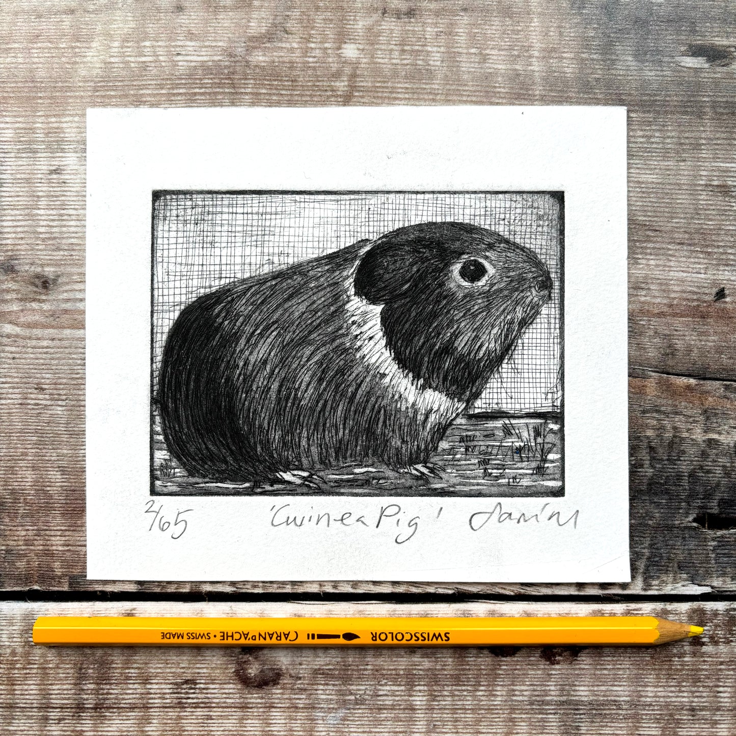 Guinea Pig