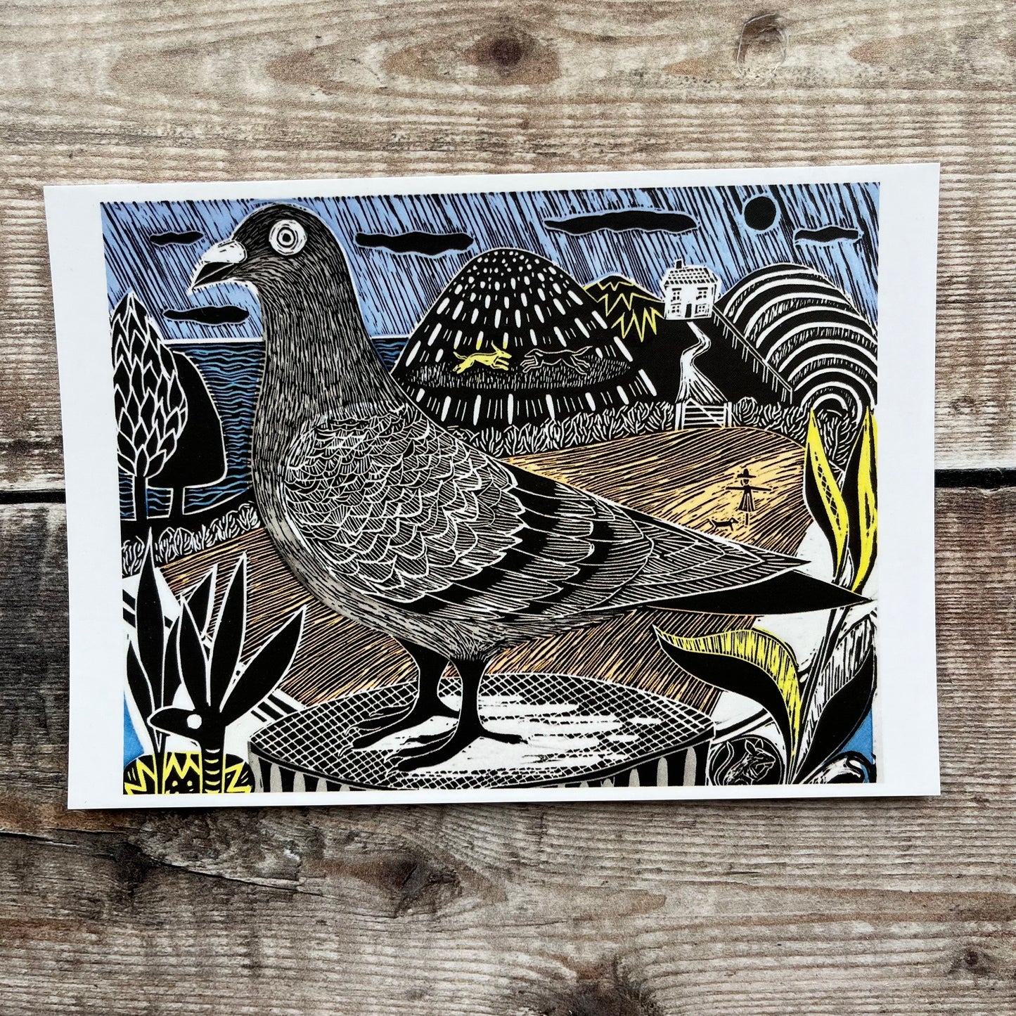 Pigeon