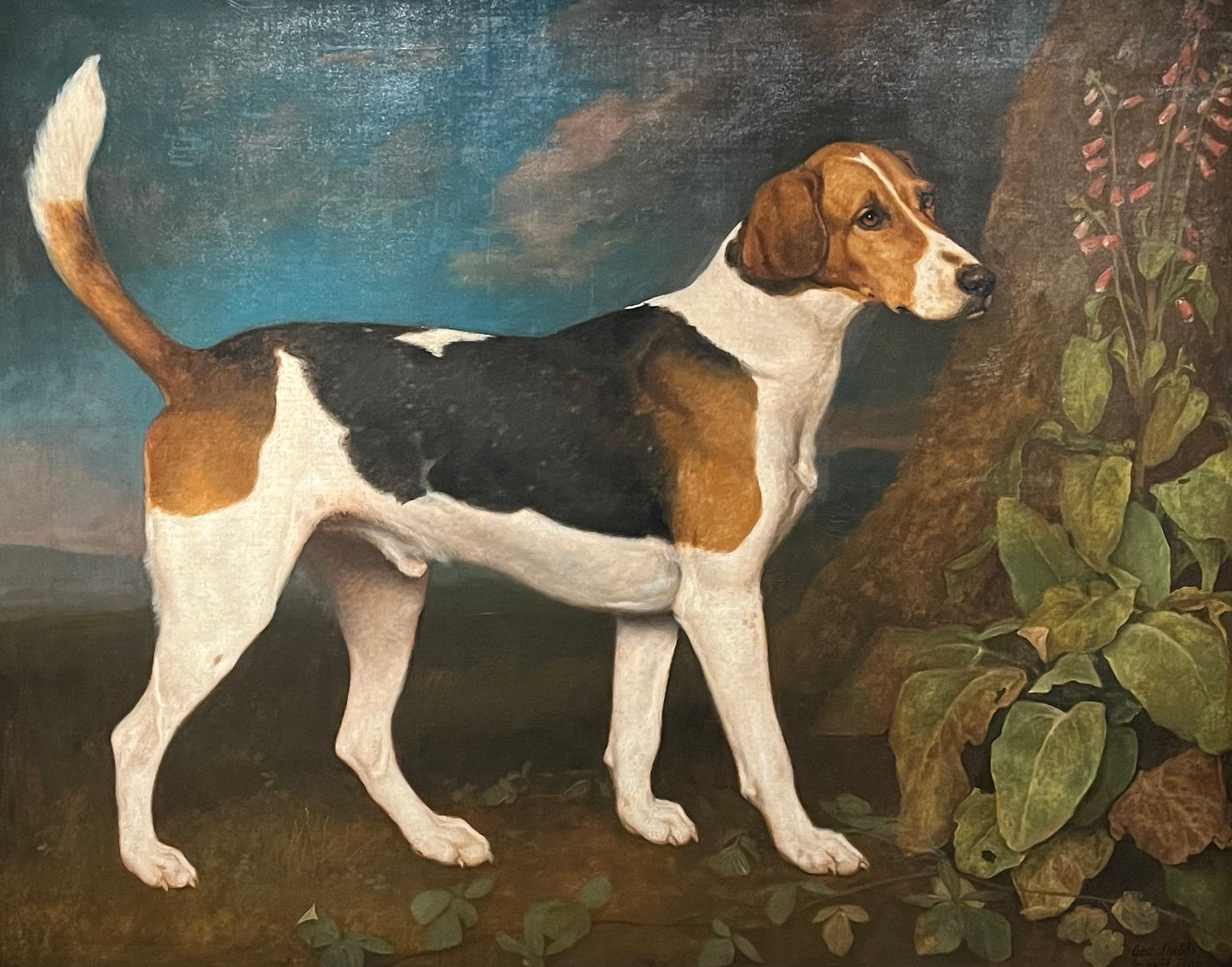 'Ringwood, a Brocklesbury Foxhound' George Stubbs 1772
