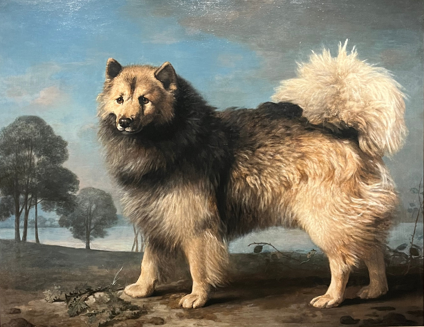 'Turk, a dog belonging to the Duke of Rutland' George Stubbs 1778