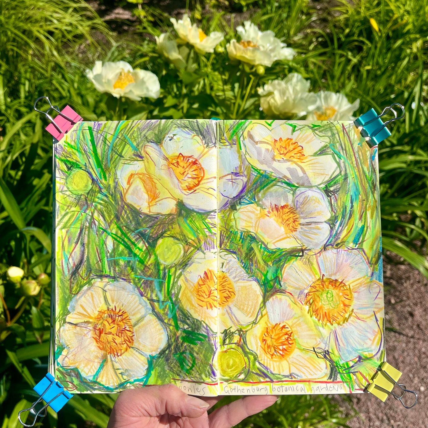 Gothenburg Botanical Gardens peonies