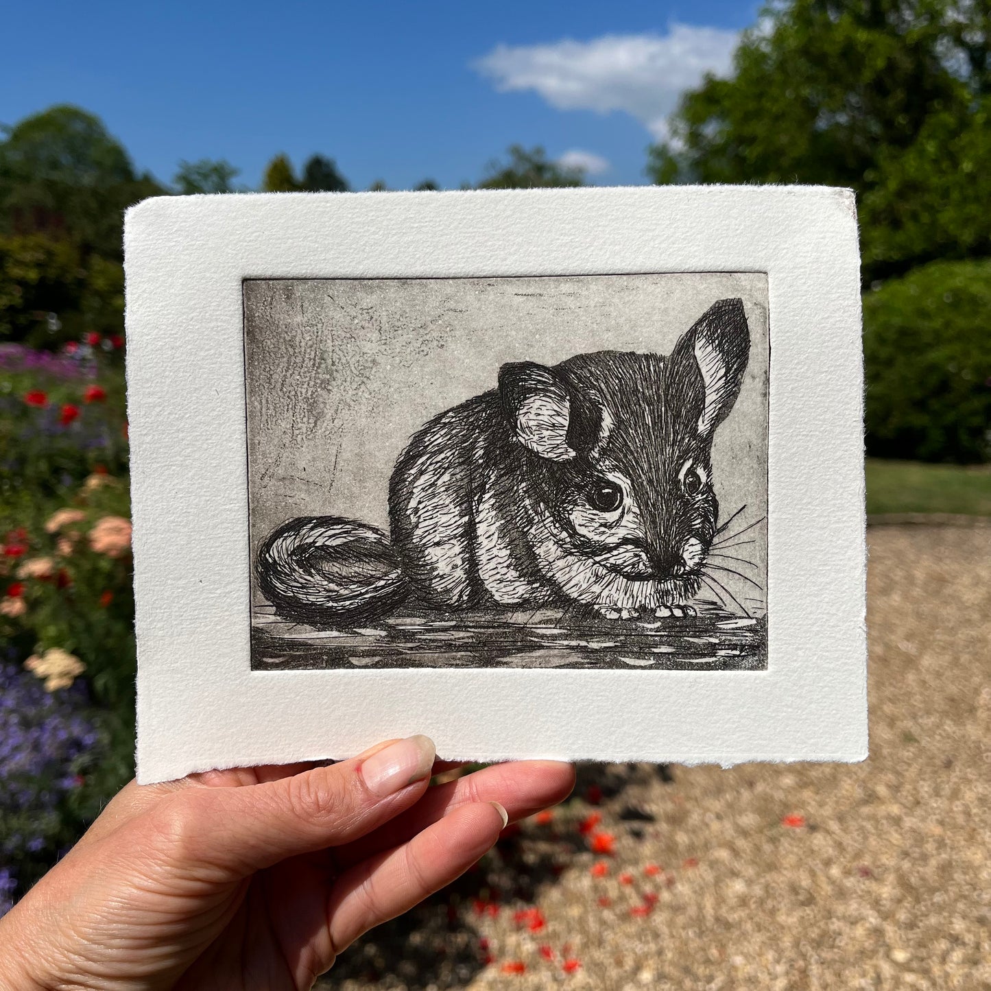 Chinchilla