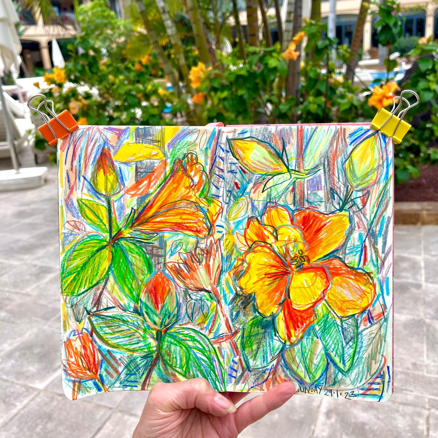 Hibiscus flowers in Fuerteventura