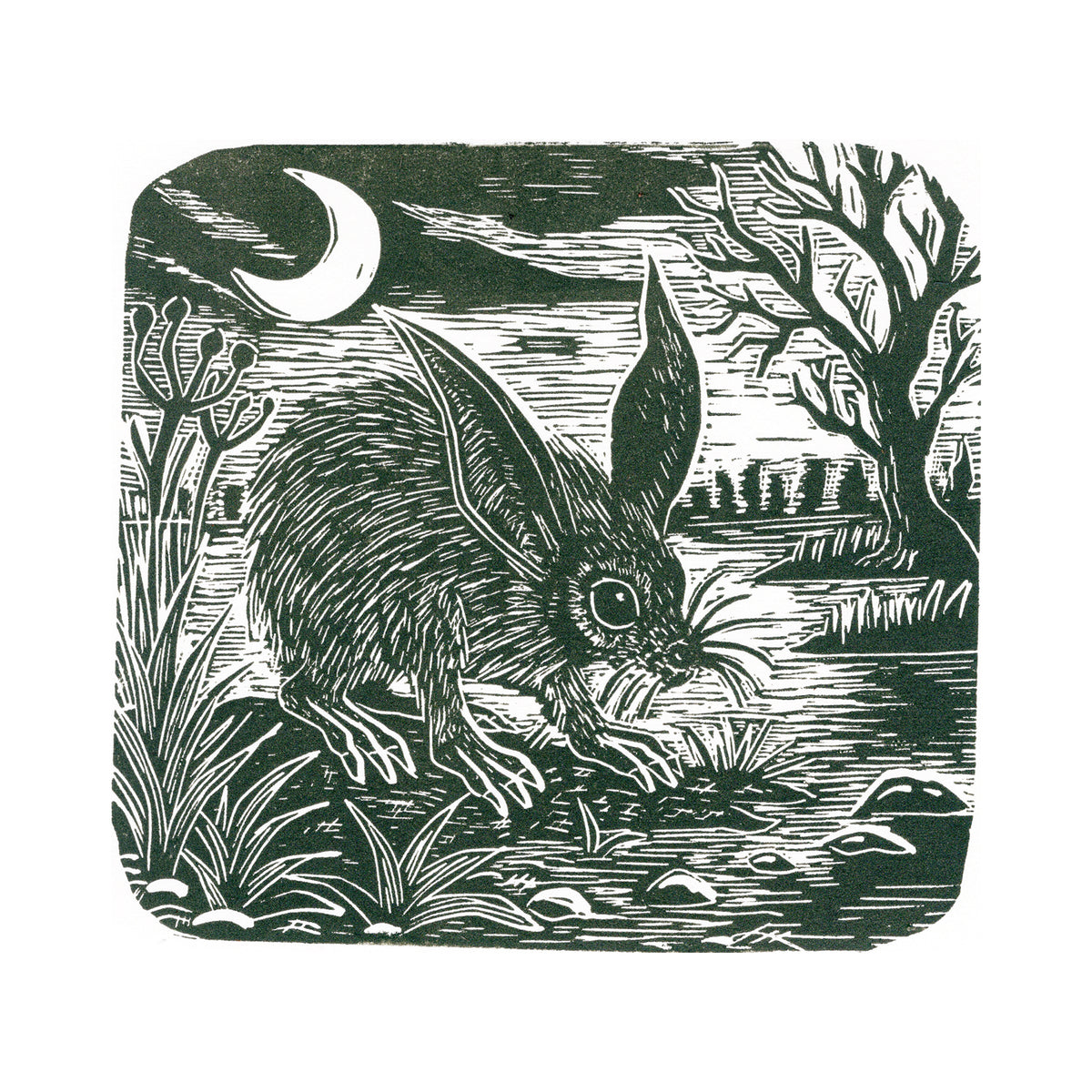The Night Forager