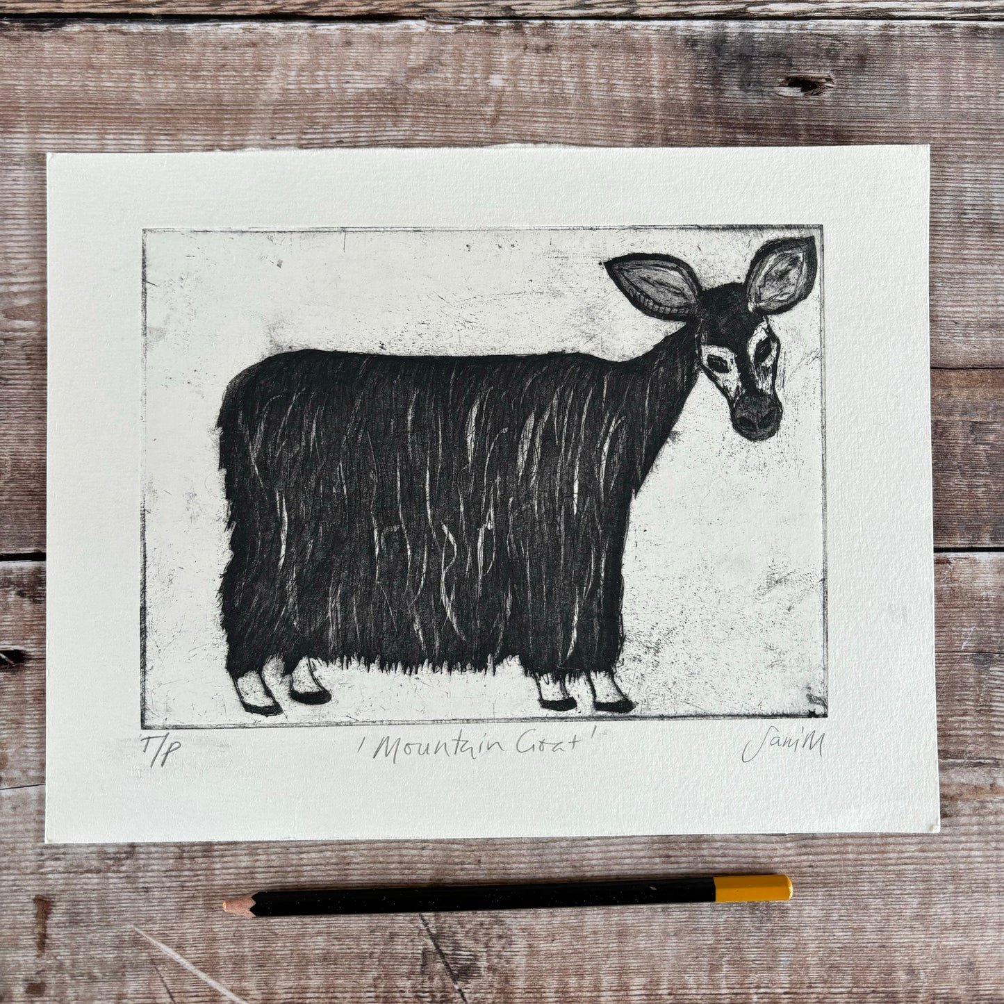 Mountain Goat