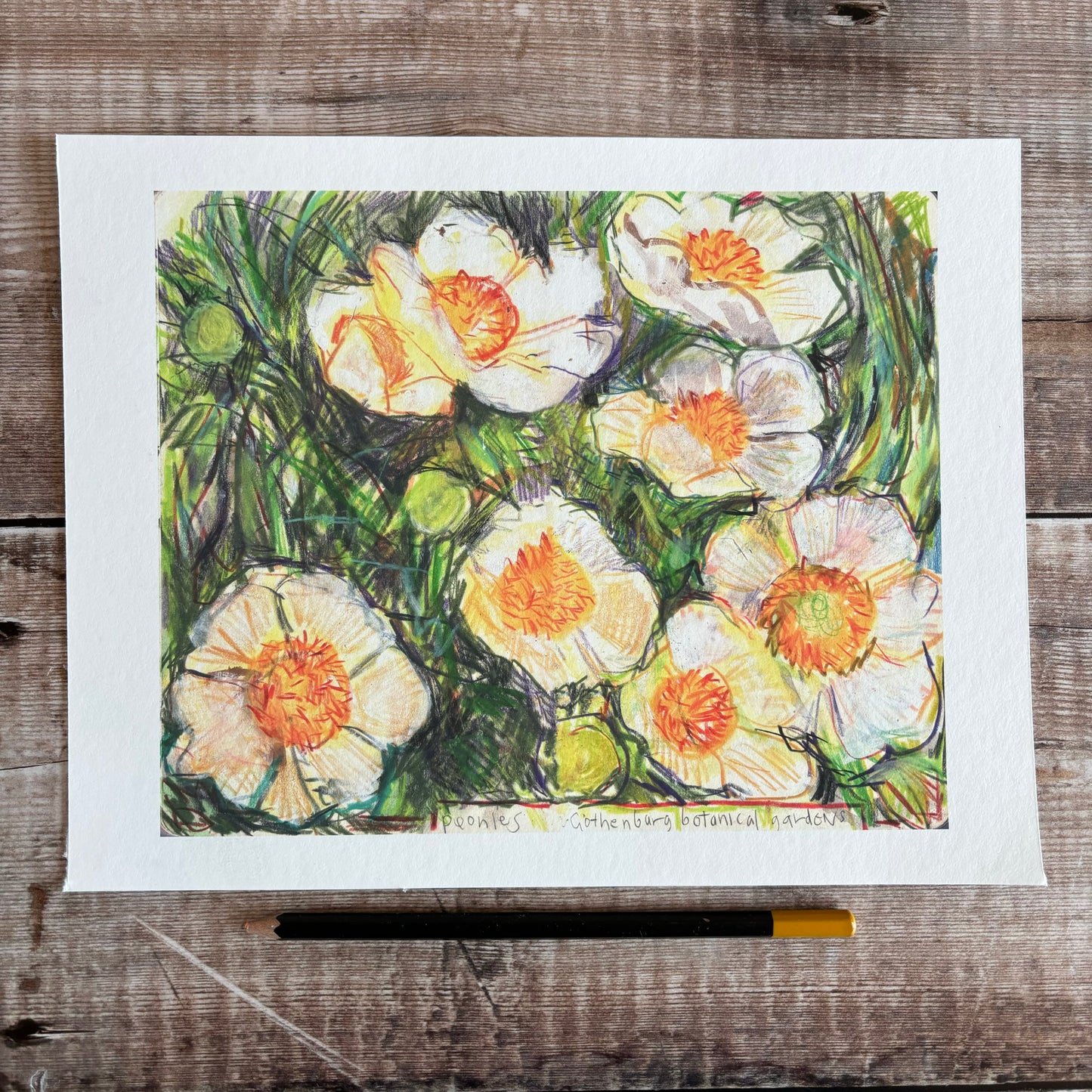 Peonies