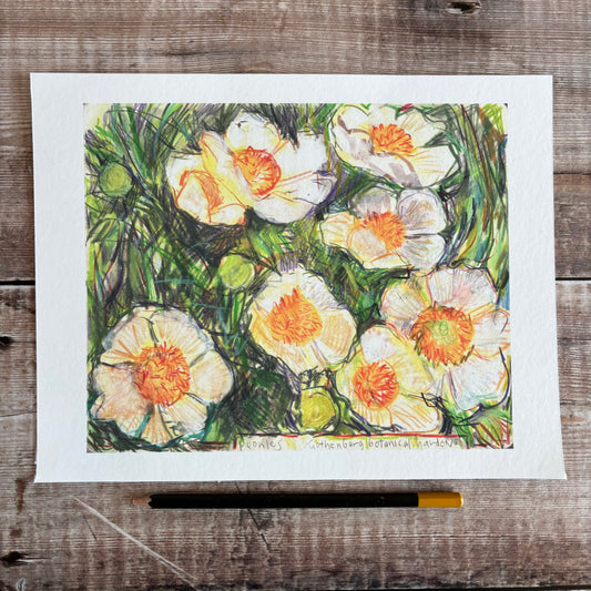 Peonies
