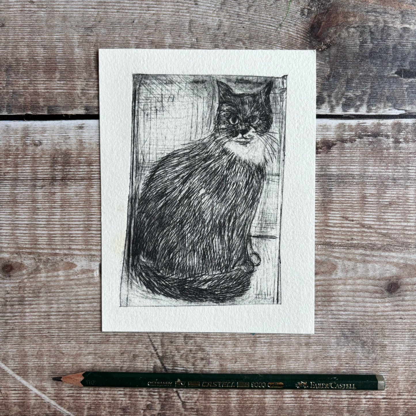 Black bibbed Cat