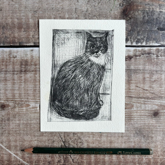 Black bibbed Cat