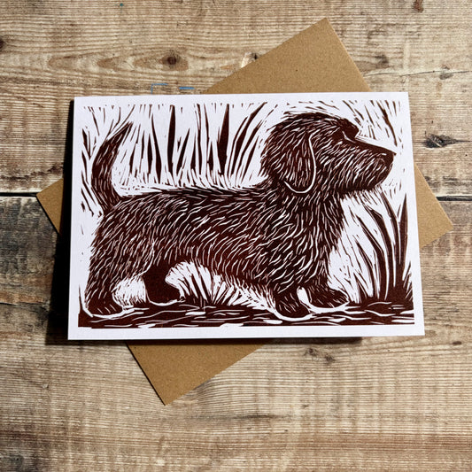 Wire haired dachshund
