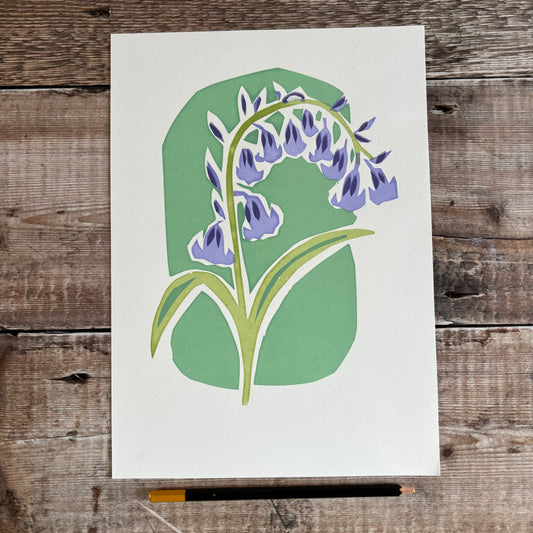 Bluebell without line