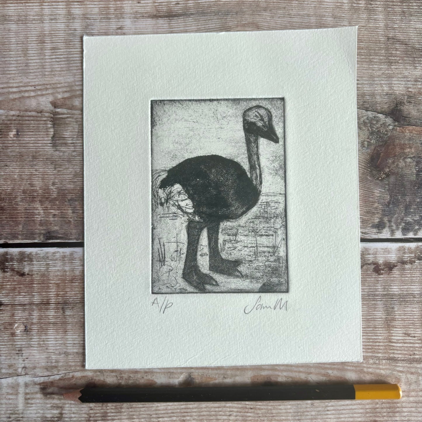Baby Ostrich
