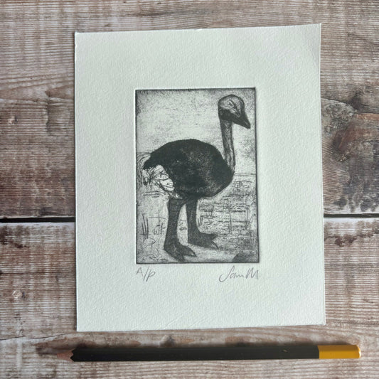 Baby Ostrich