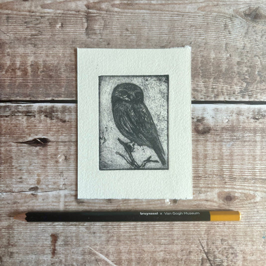Little Owl