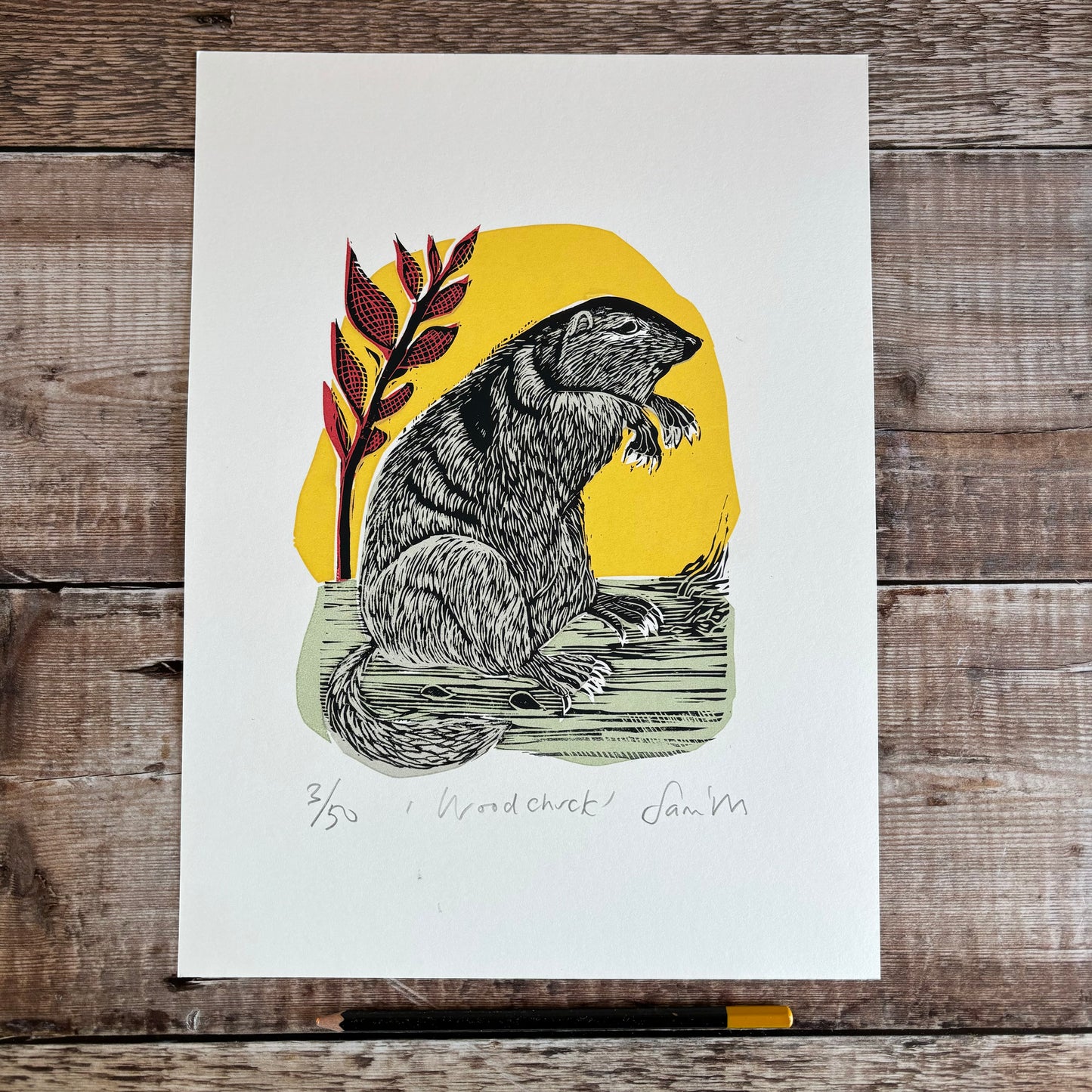 Woodchuck - editioned print 1/2 price
