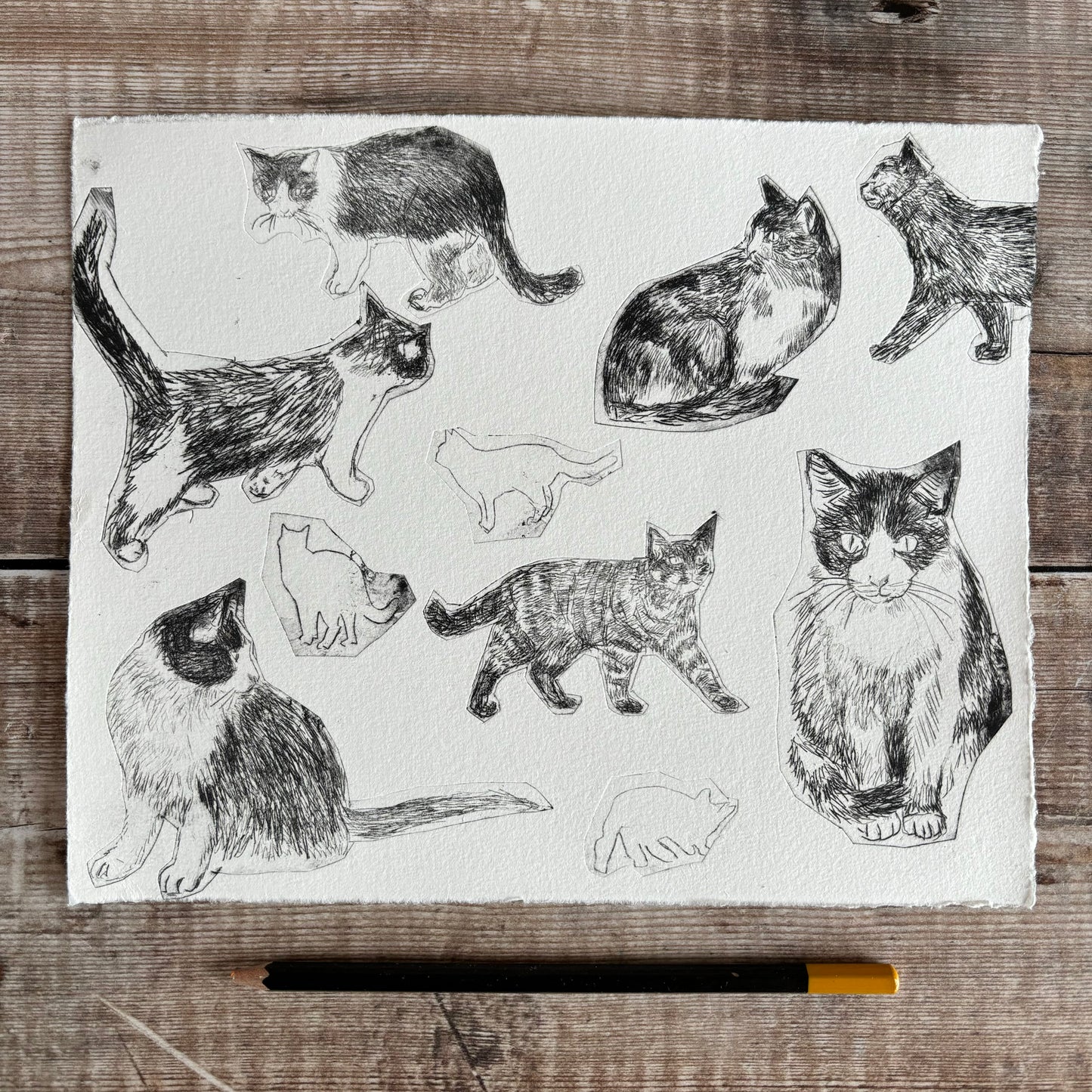 Collection of cats test print 2