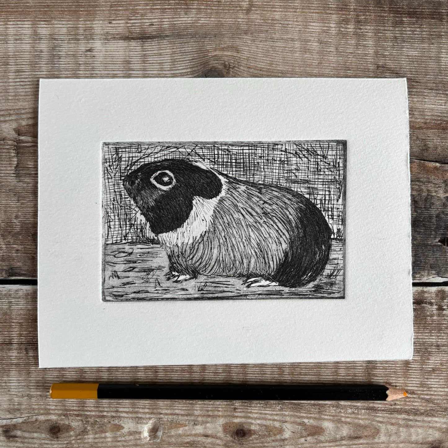 Guinea pig - version 1
