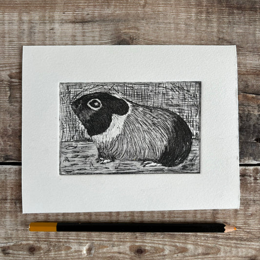 Guinea pig - version 1
