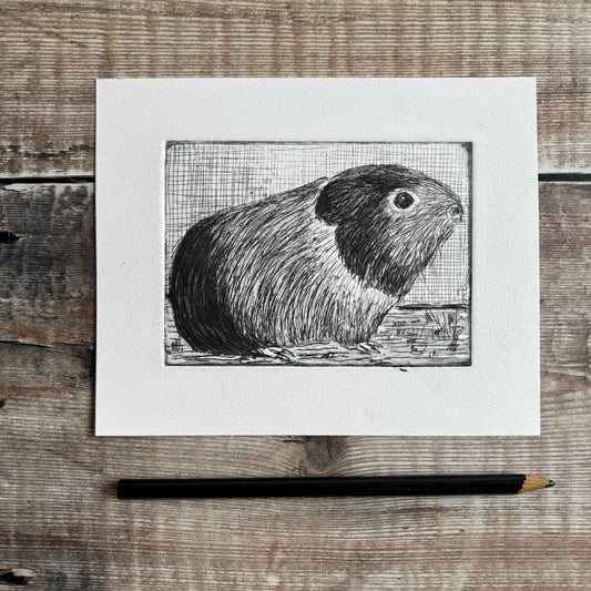 Guinea pig - version 2