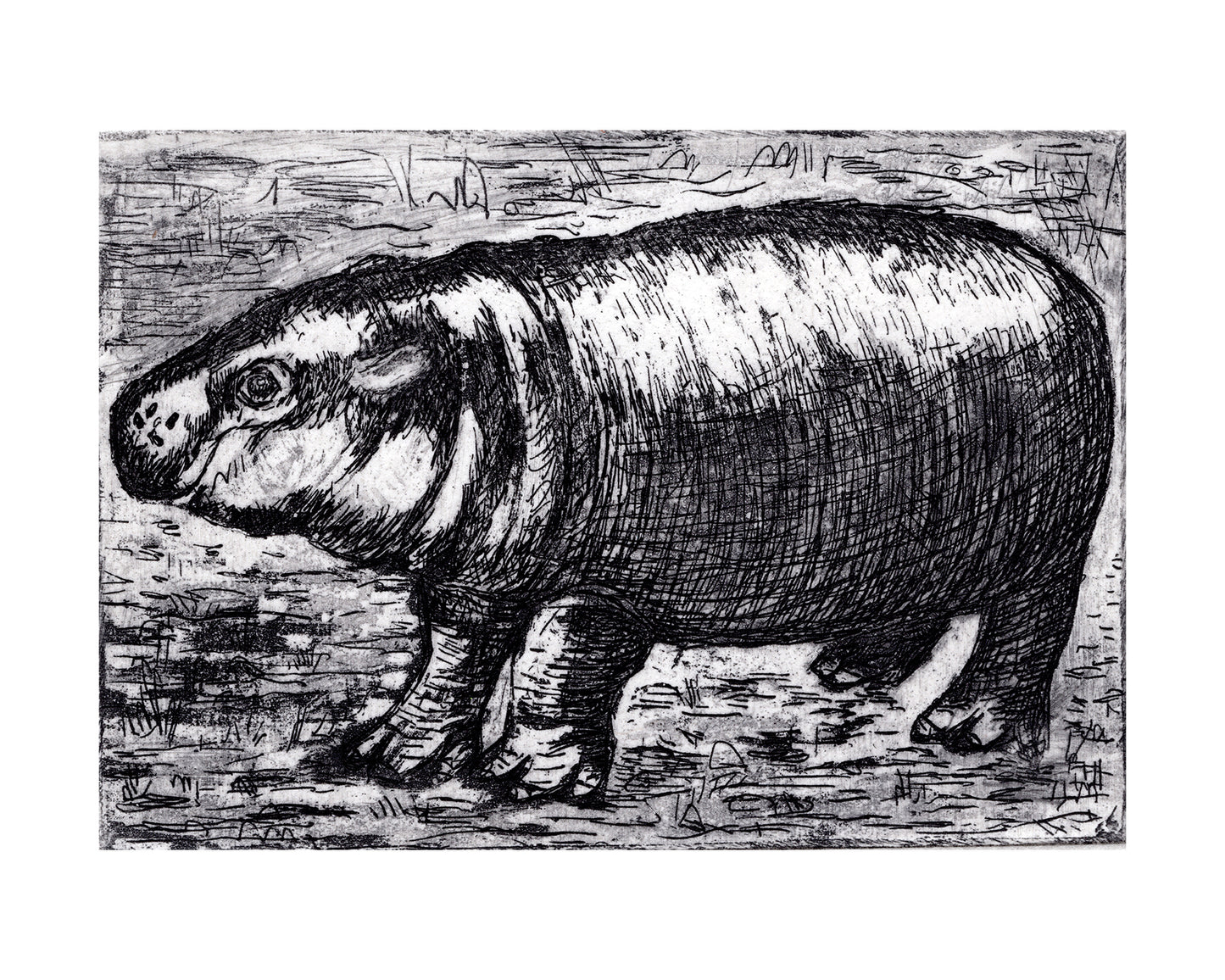 Baby Pygmy Hippo