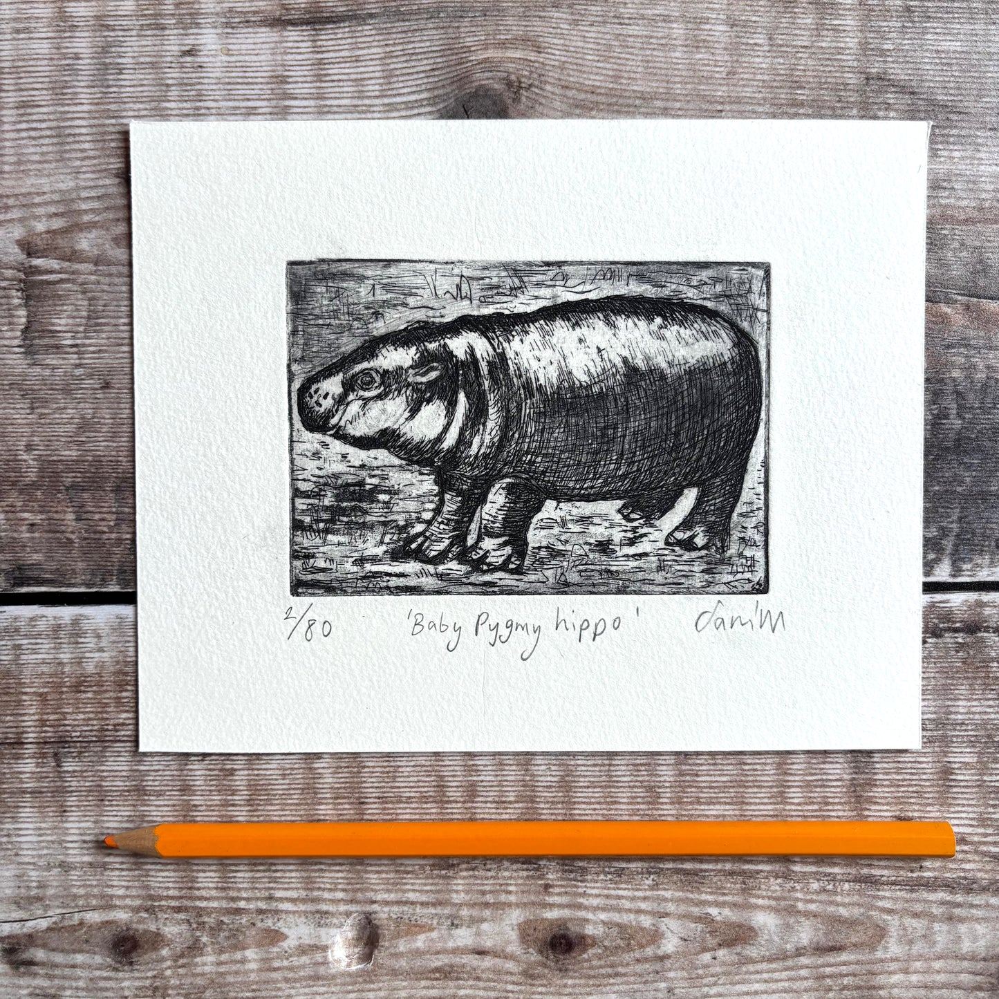 Baby Pygmy Hippo