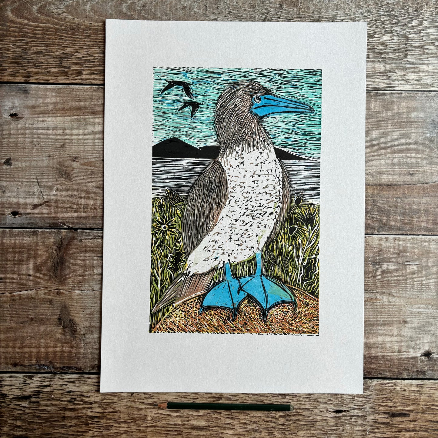 Blue booby