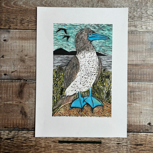 Blue booby