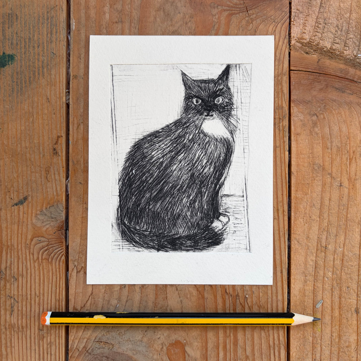 Black bibbed Cat