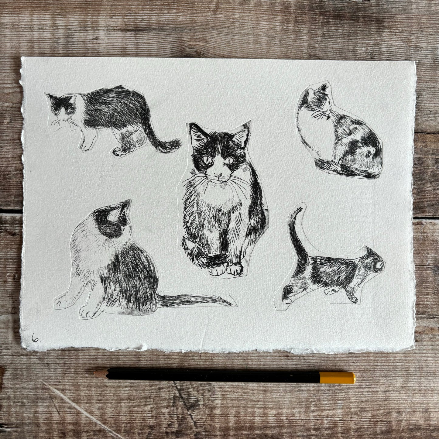 Collection of cats - test print 6