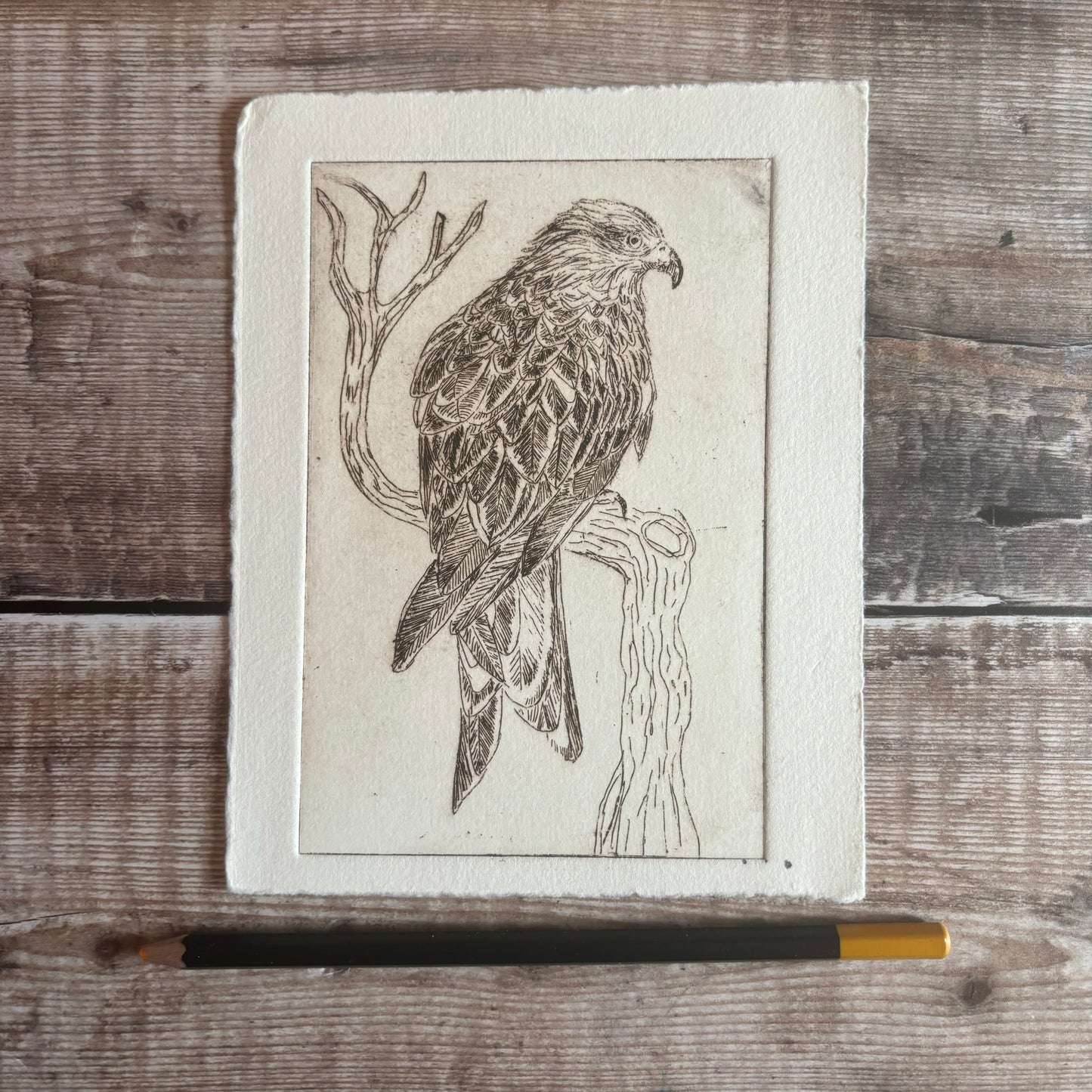 Red kite