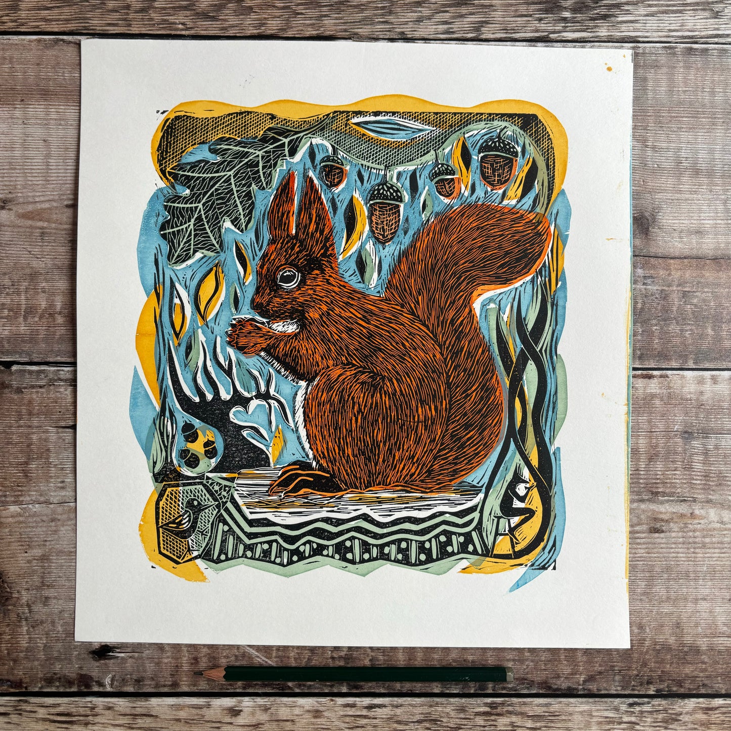 Red squirrel