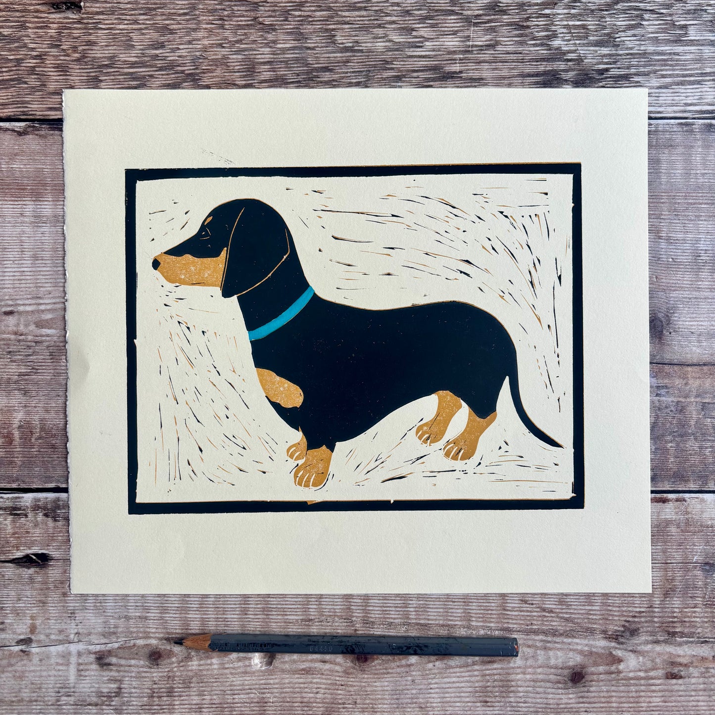 Black Dachshund blue collar
