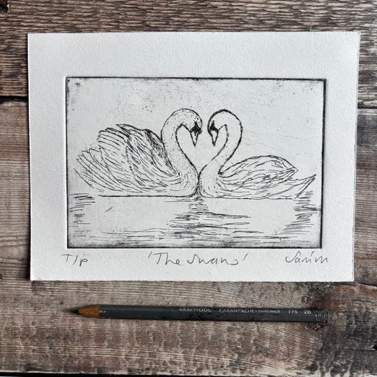 The Swans ( line only)