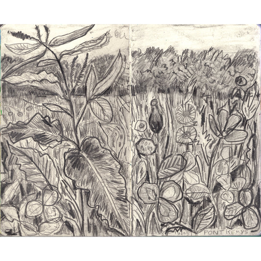 Meadow in Pont Kemys , Wales pencll