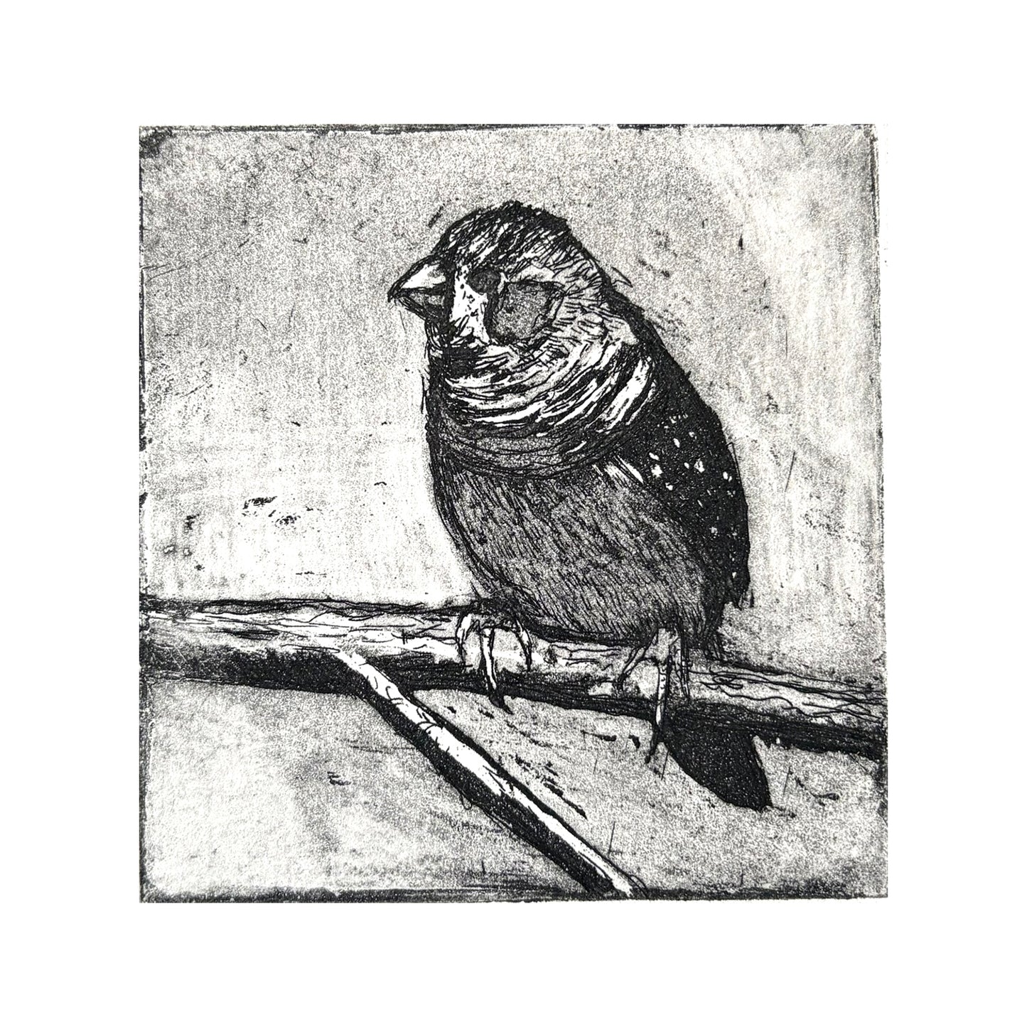 Day 8 Advent Treat - Zebra Finch